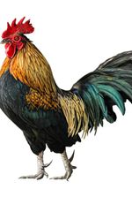 Beware Of Chicken