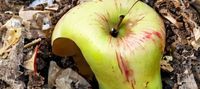 The Discarded, Half-Eaten Apple Core New Life. An OP Dungeon Post-Apocalyptic LitRPG.